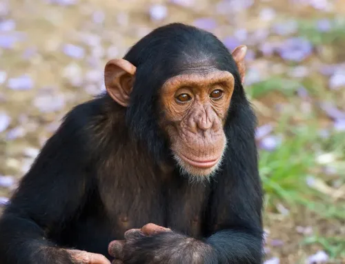 Älyä johtamiseen – oletko viisaampi kuin simpanssi?